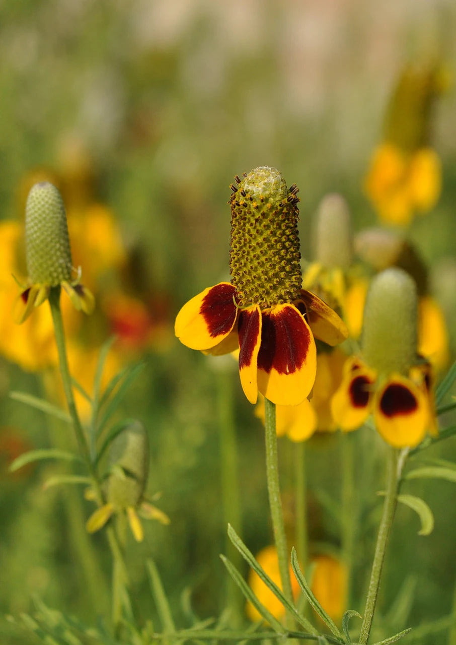Mexican Hat Seeds