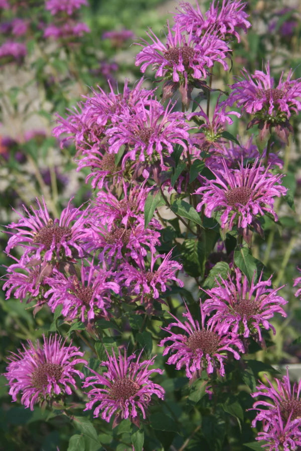 Beebalm 'Peter's Purple'