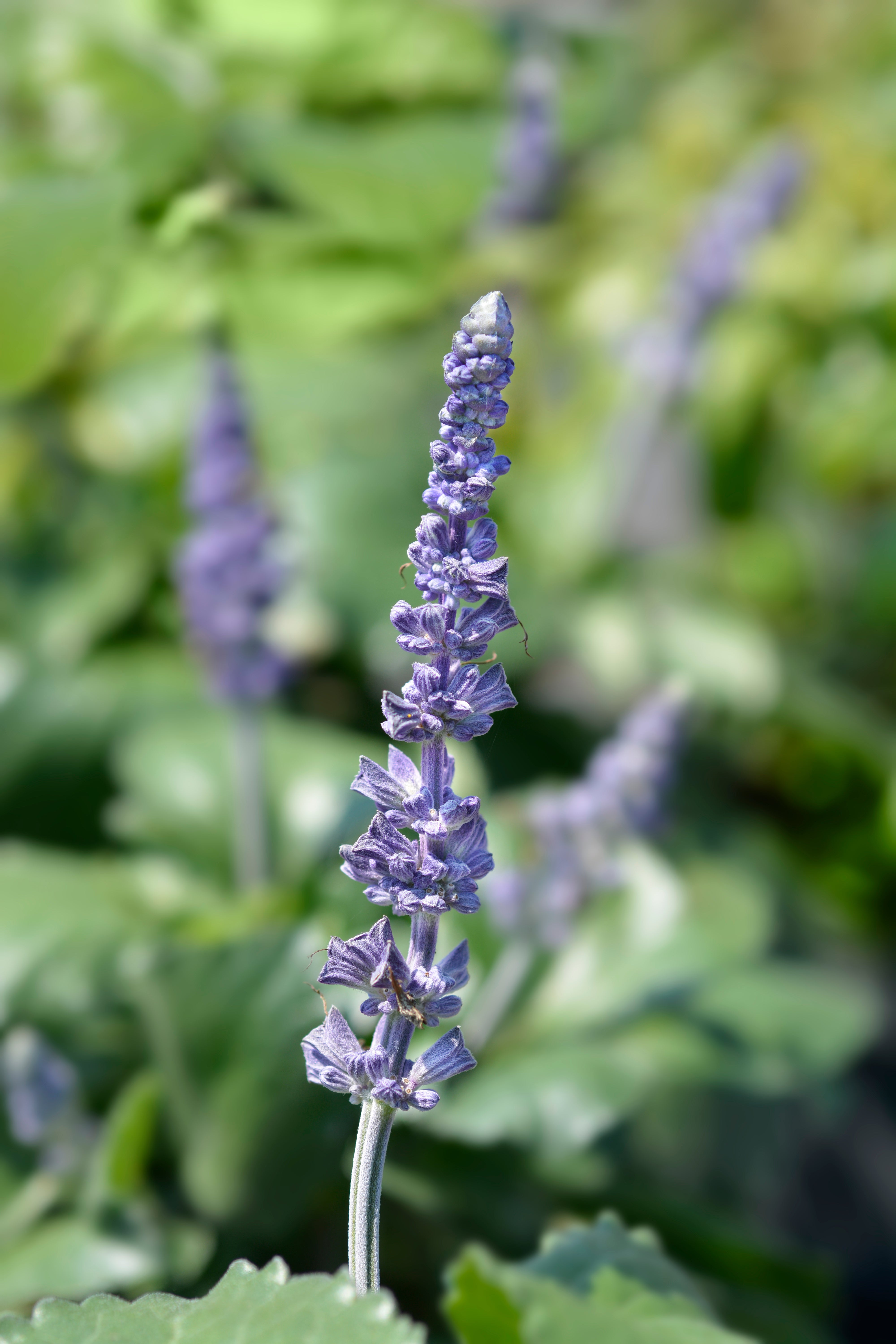 Mystic Spires Salvia