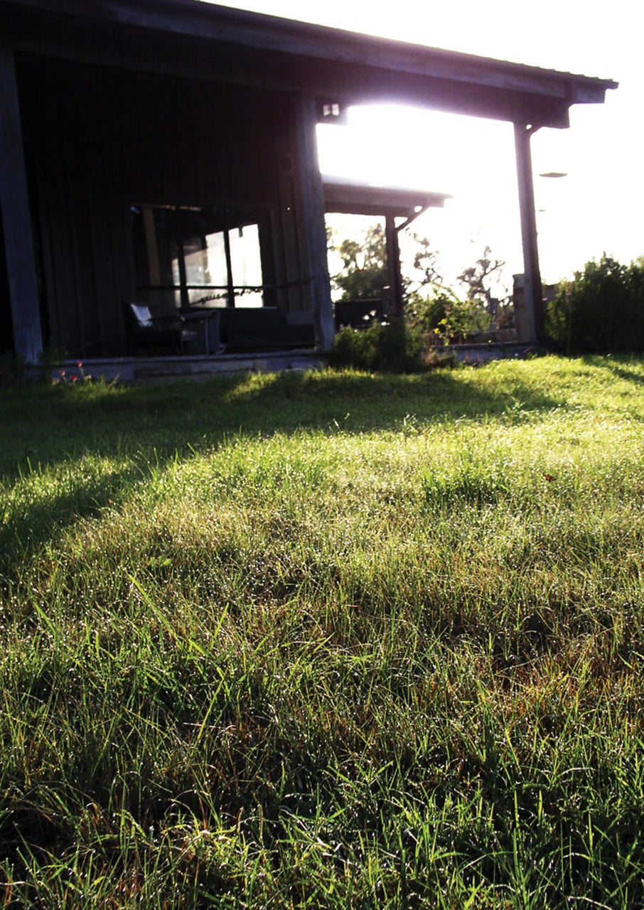 Native Sun Turf Mix