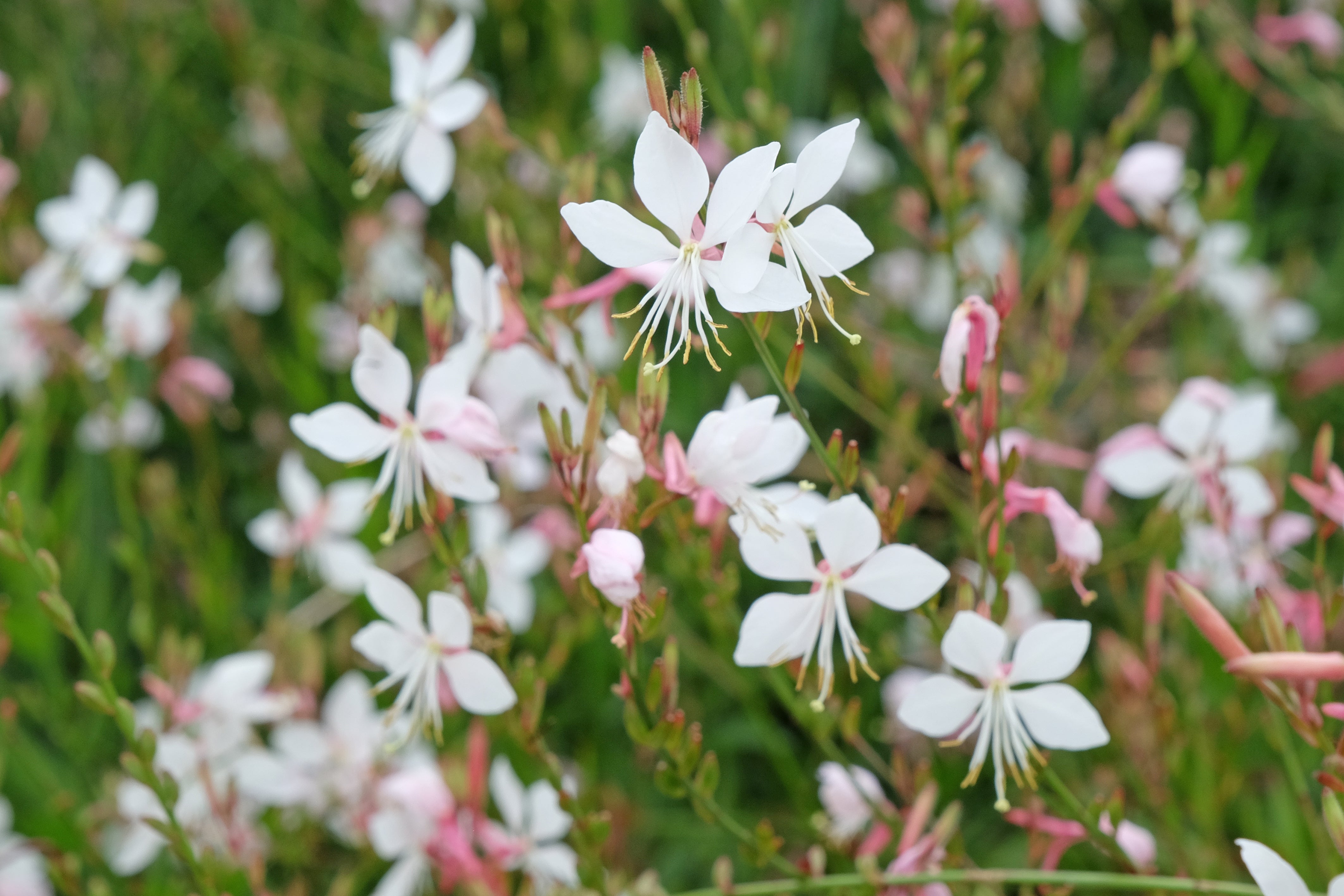 White Gaura