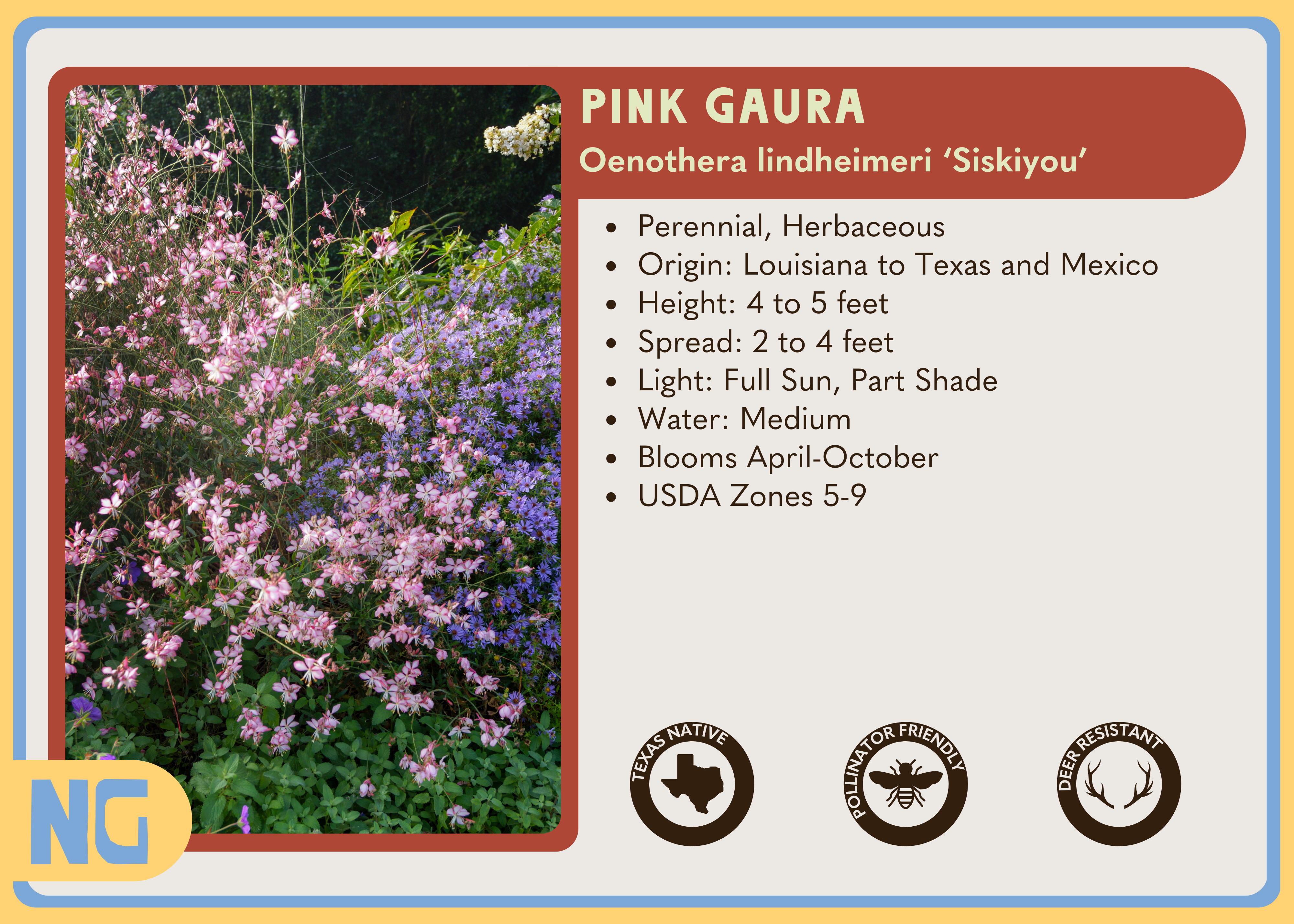 Pink Gaura