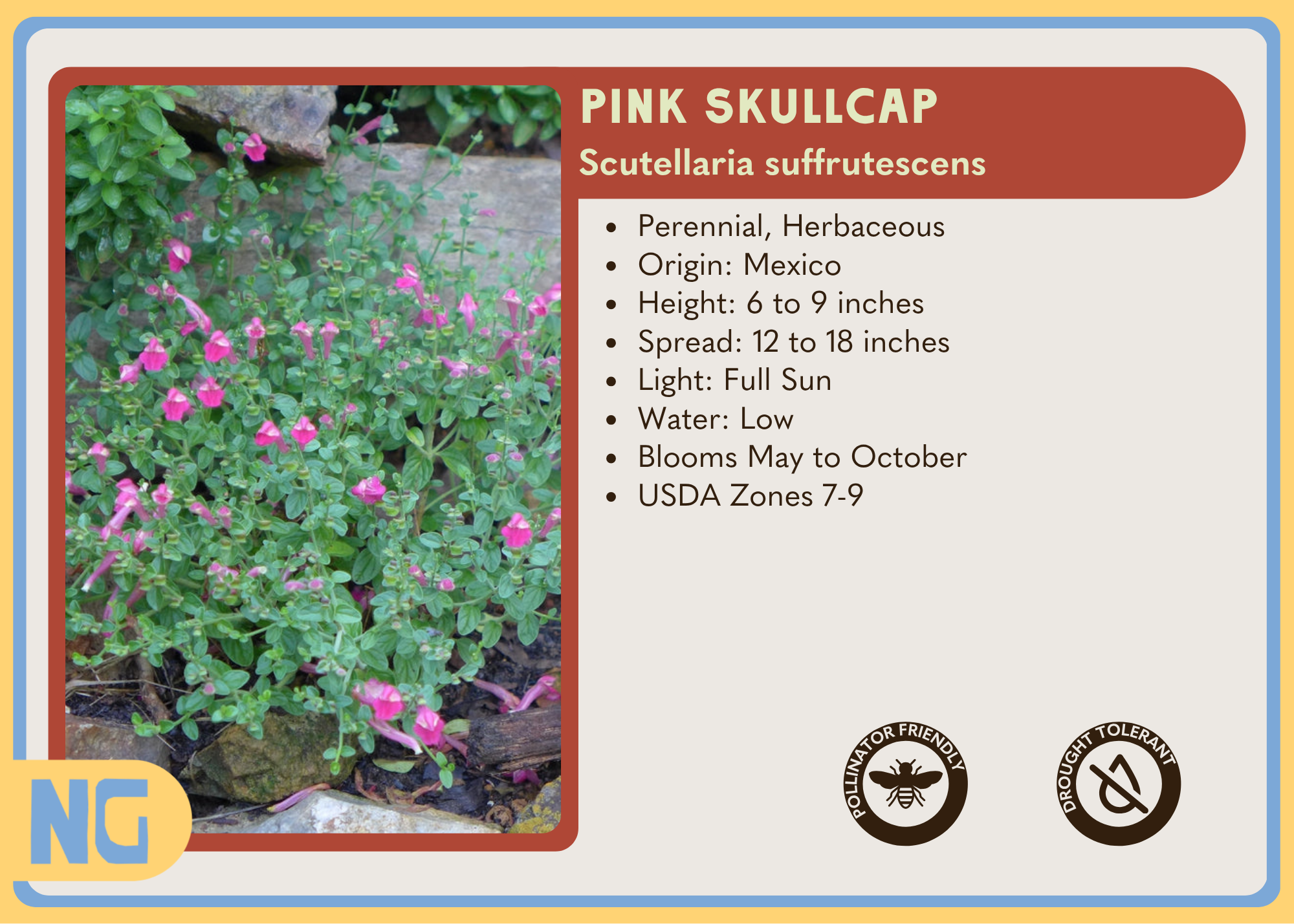 Pink Skullcap Texas Native Nursery Shop