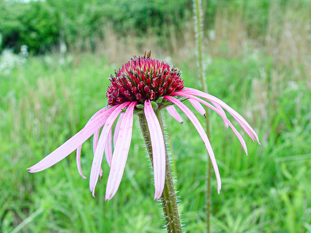 Pale Purple Coneflower