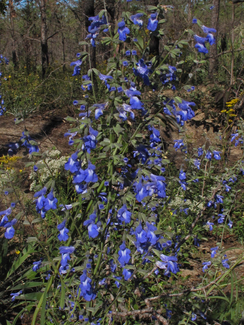 Pitcher Sage