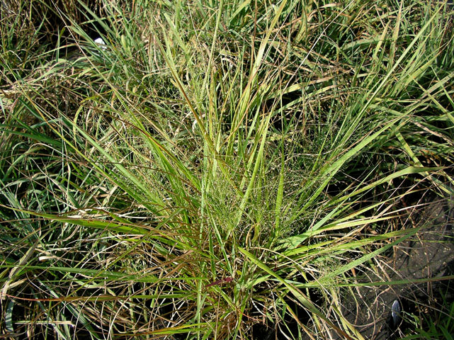 Purple Lovegrass