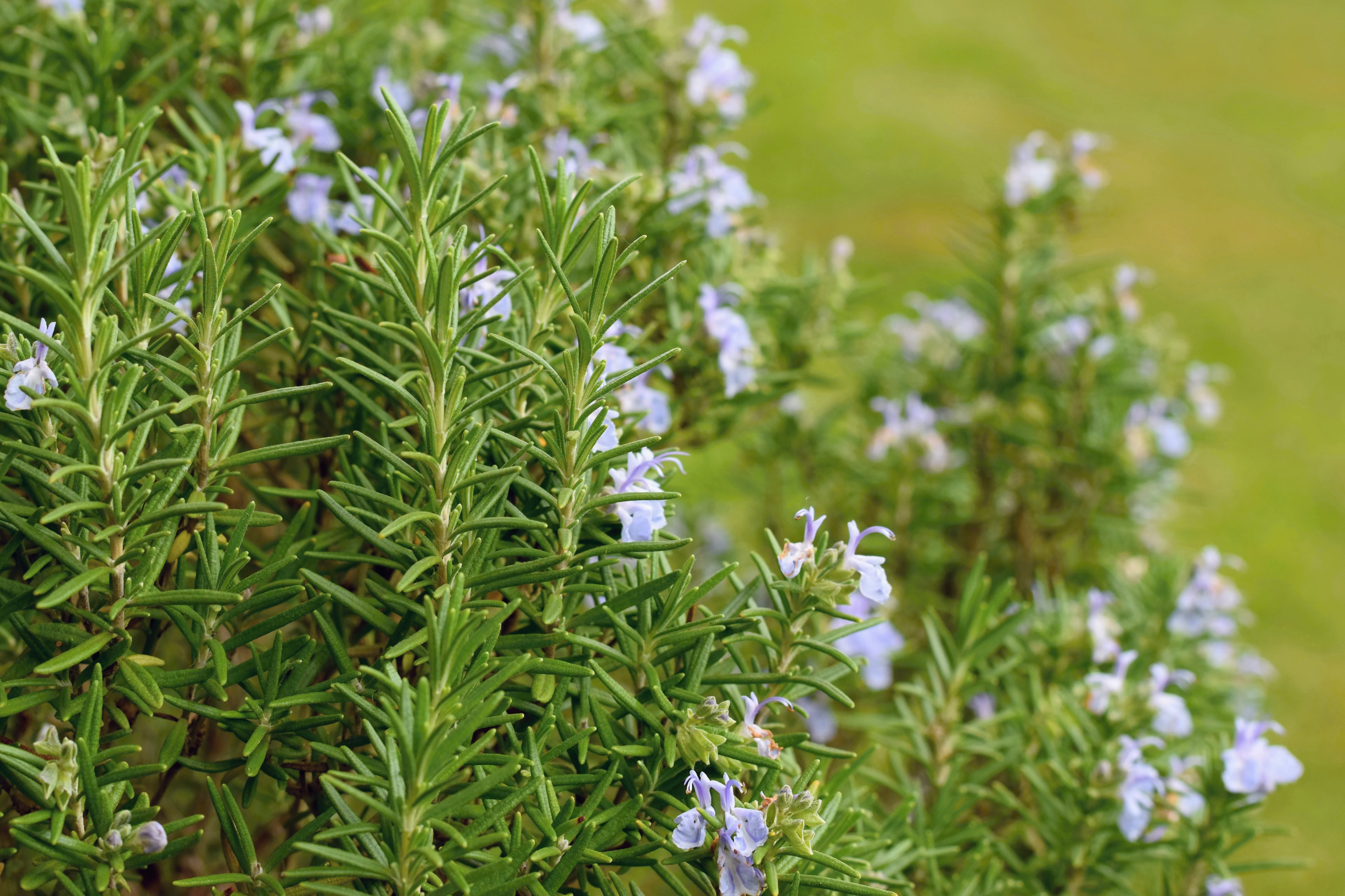 Upright Rosemary