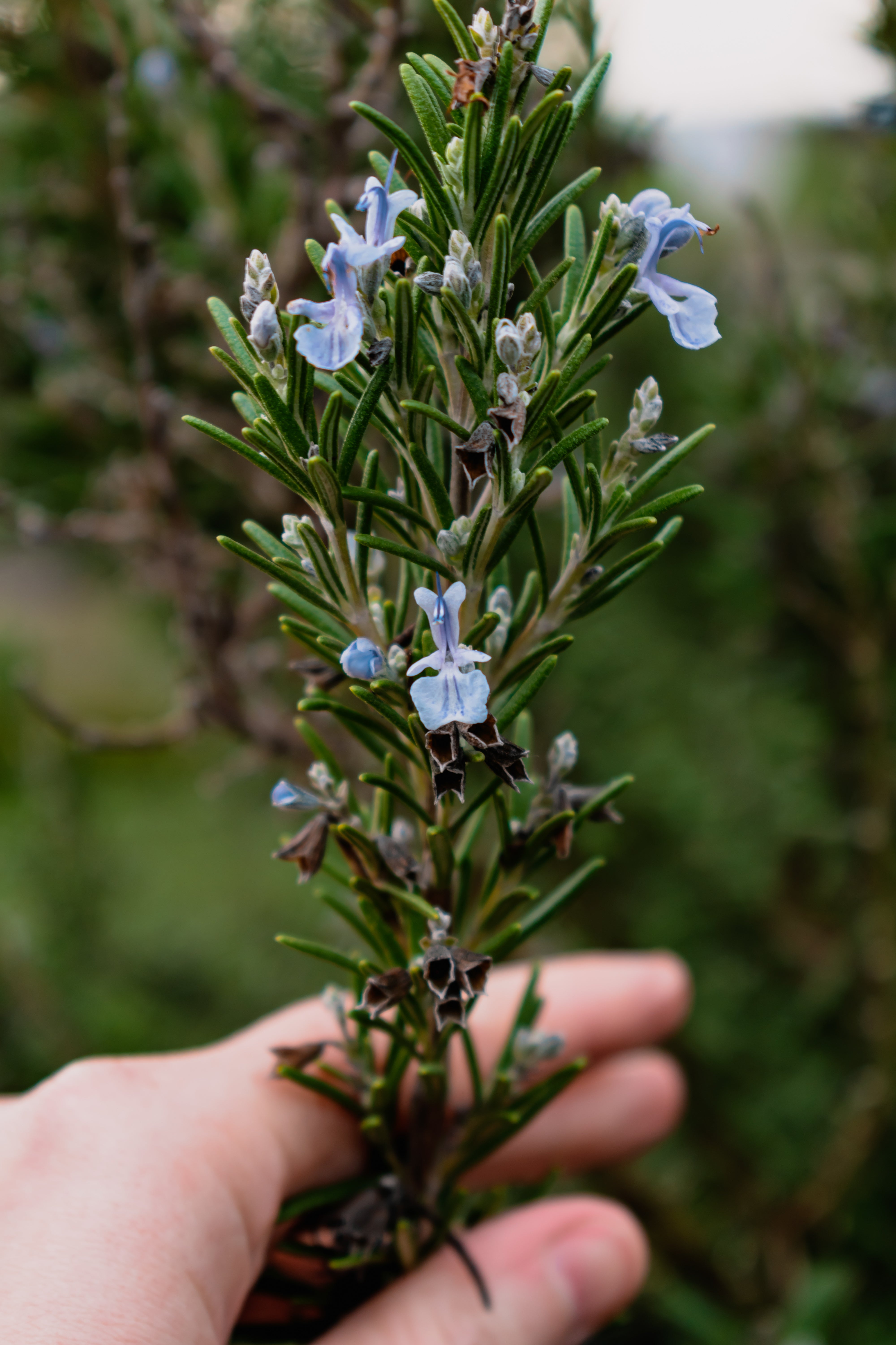 Upright Rosemary