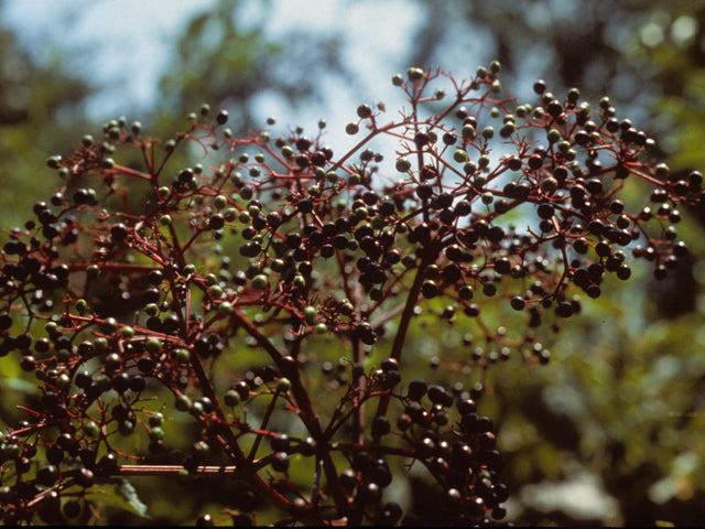Elderberry