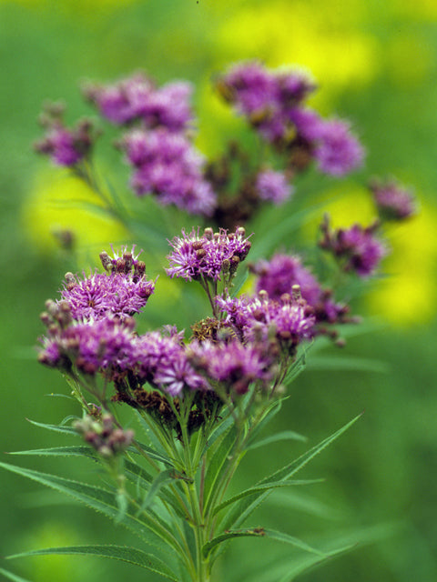 Prairie Ironweed