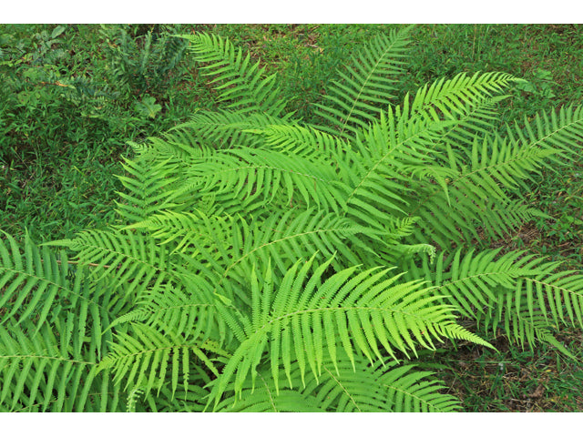 Southern Wood Fern