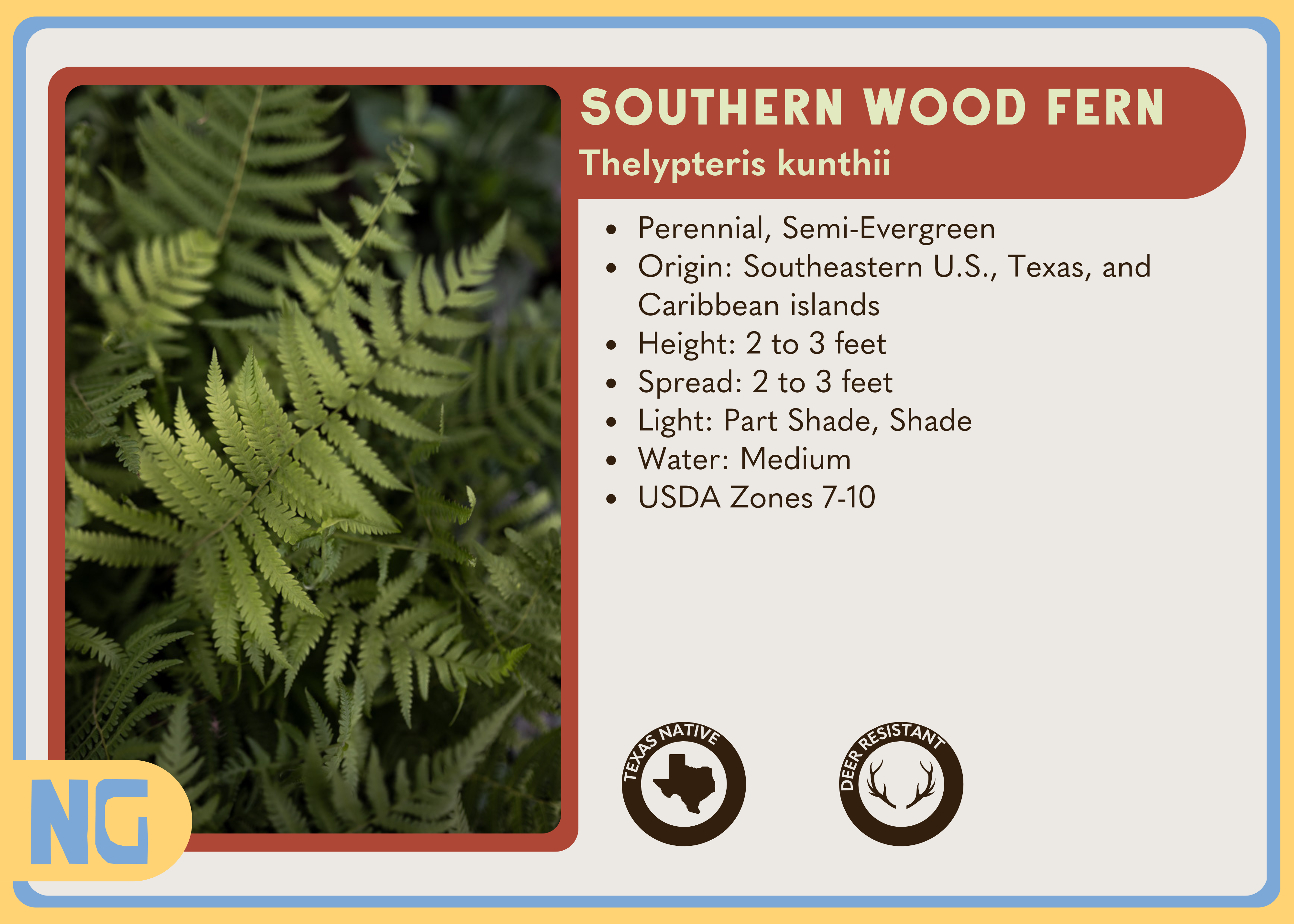 Southern Wood Fern