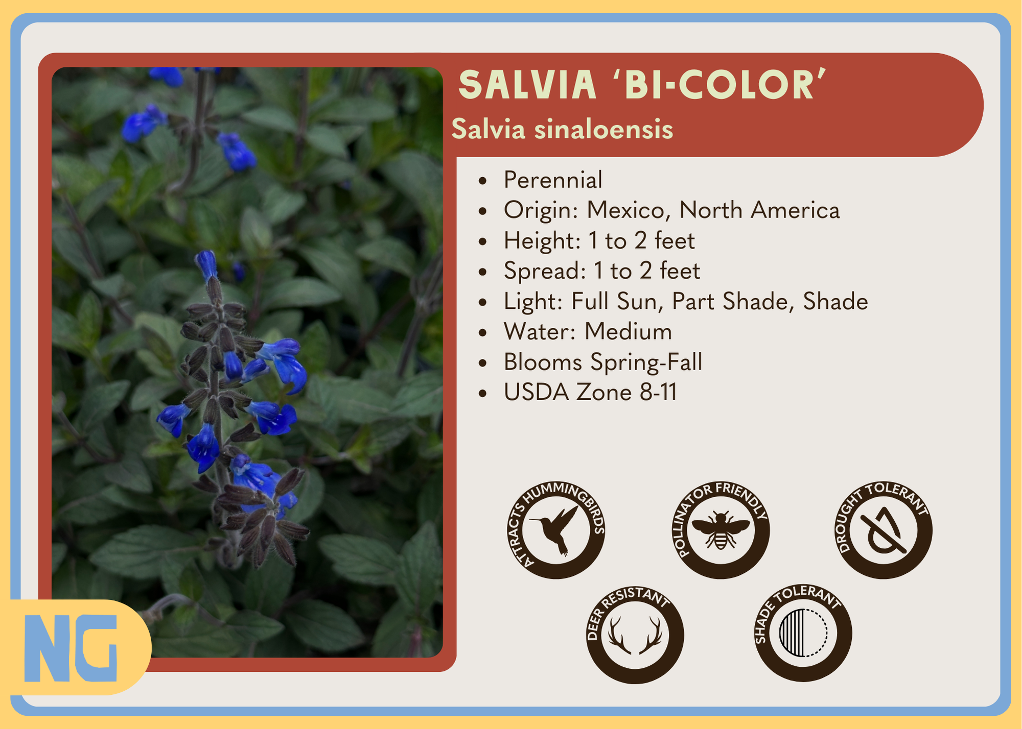 Salvia 'Bicolor'