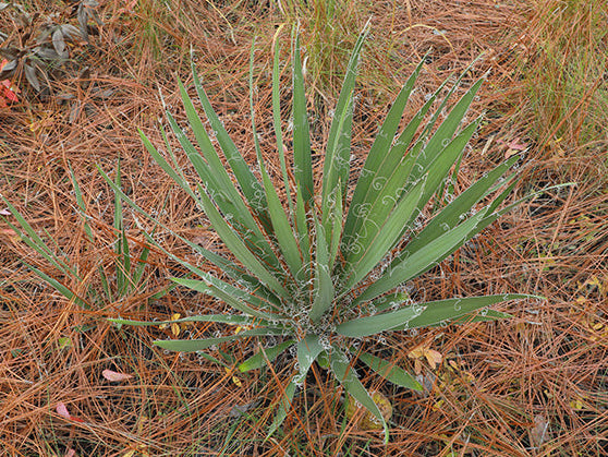 Texas Native Plant Nursery shop