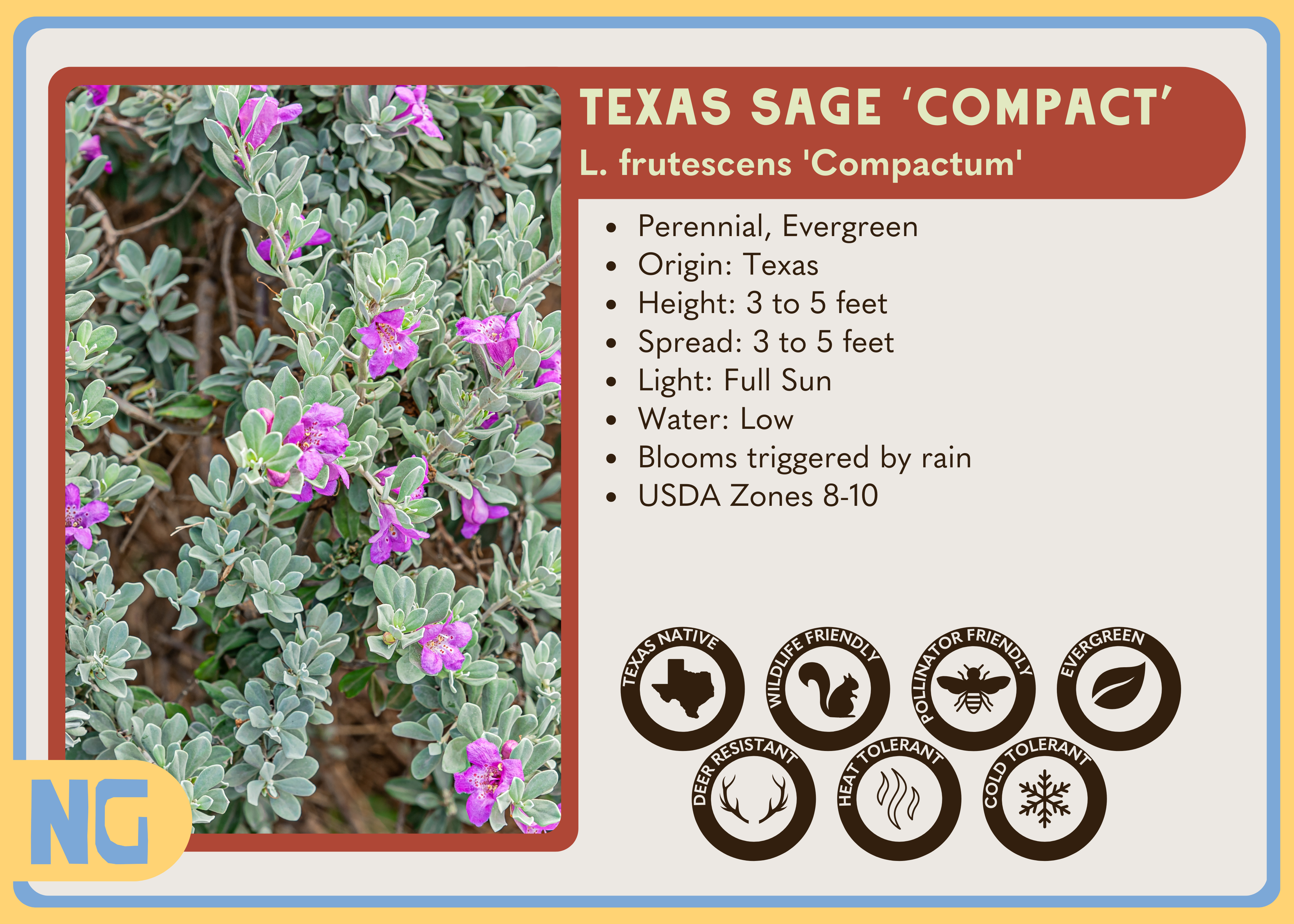 Texas Sage 'Compact'