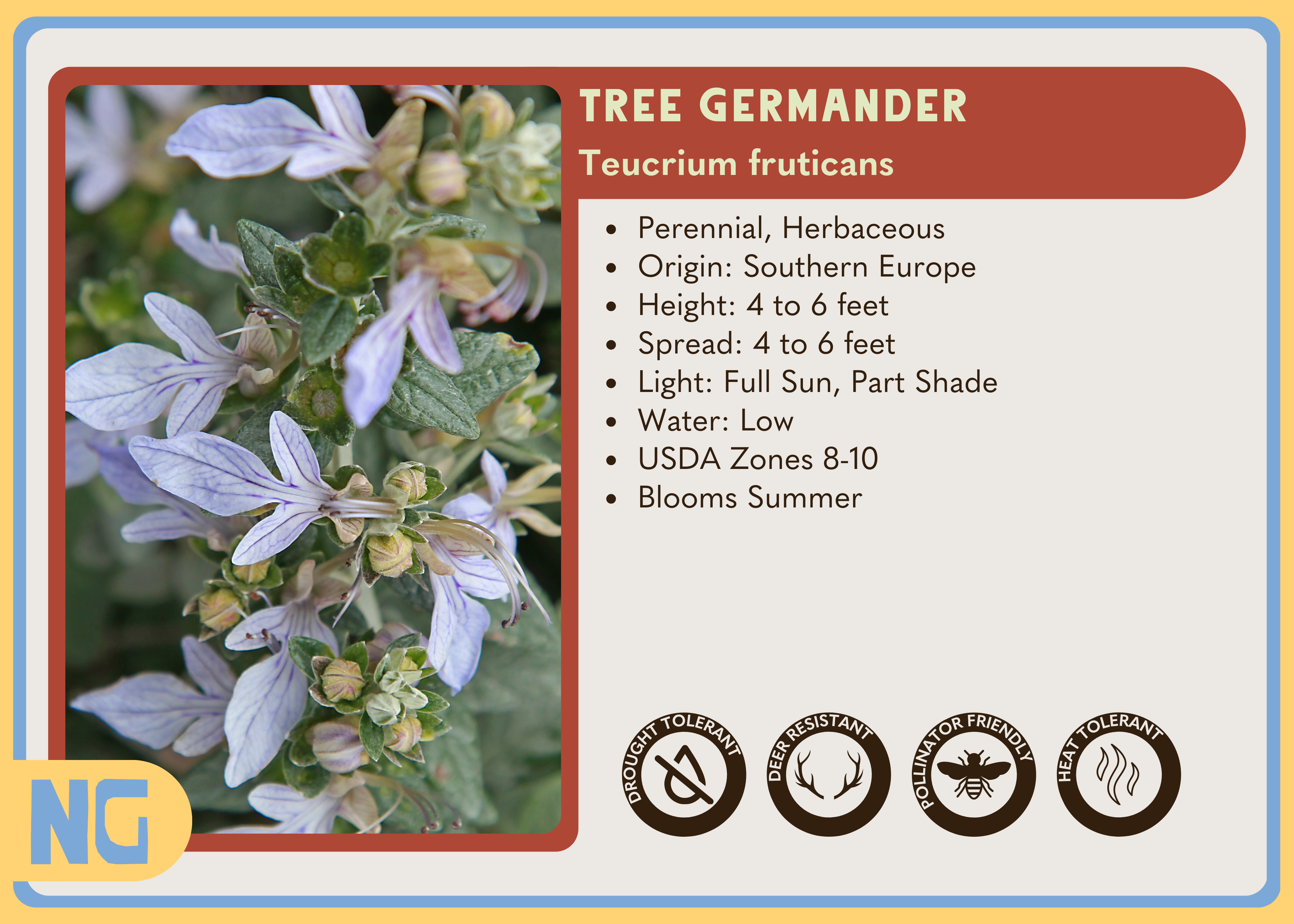Tree Germander