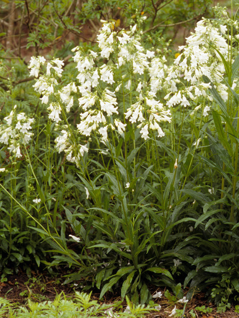 Foxglove Penstemon