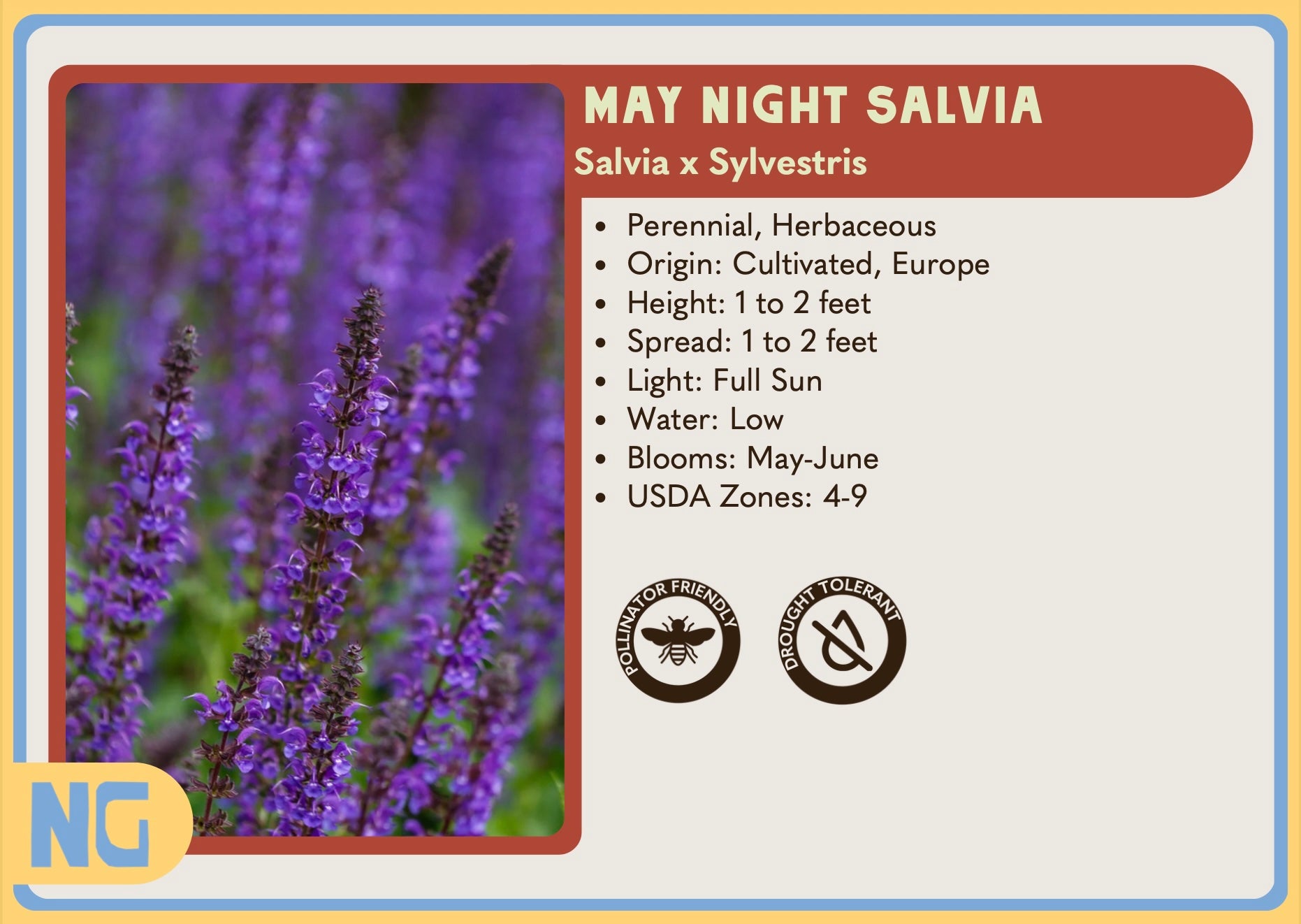 May Night Salvia