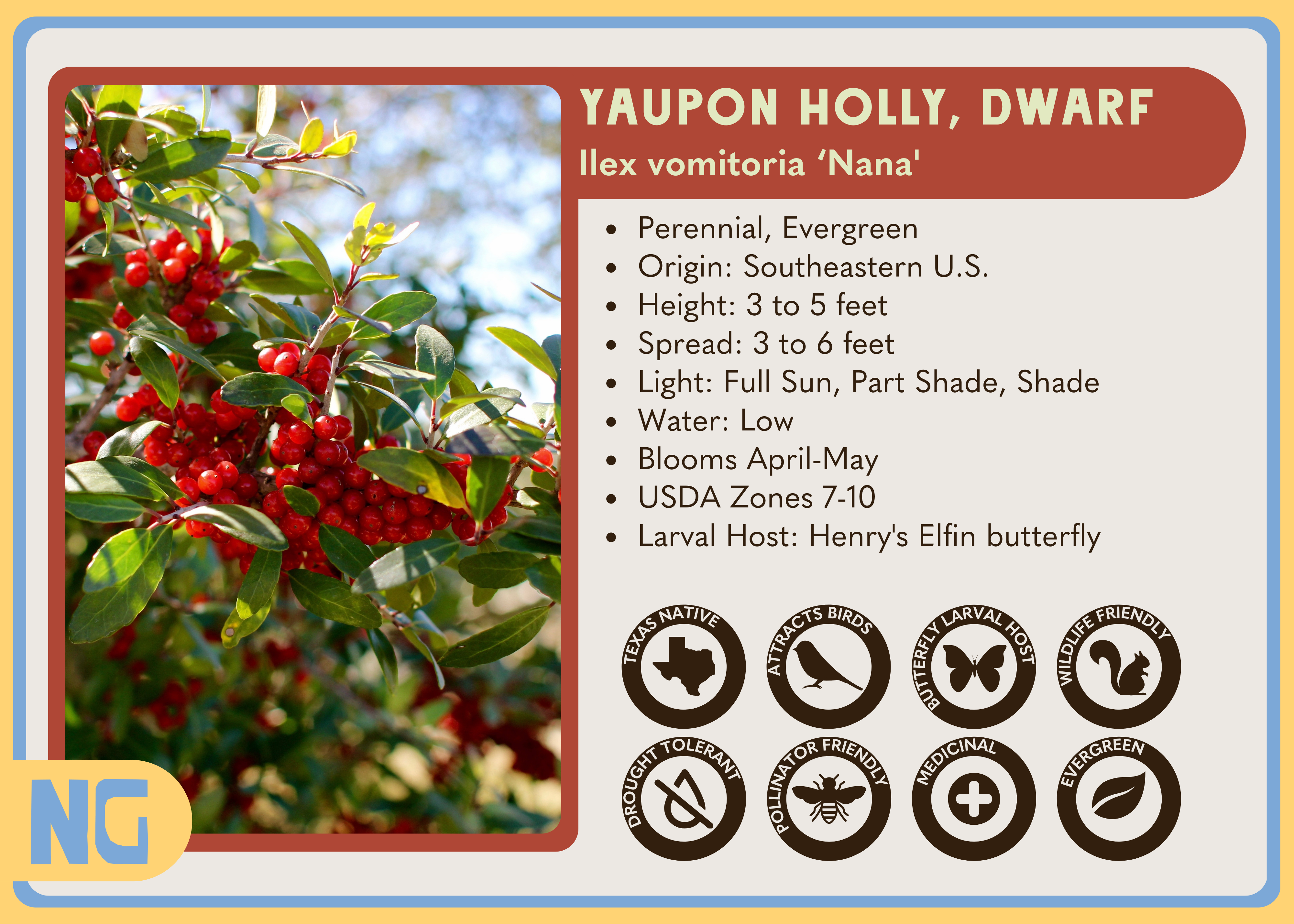 Dwarf Yaupon Holly