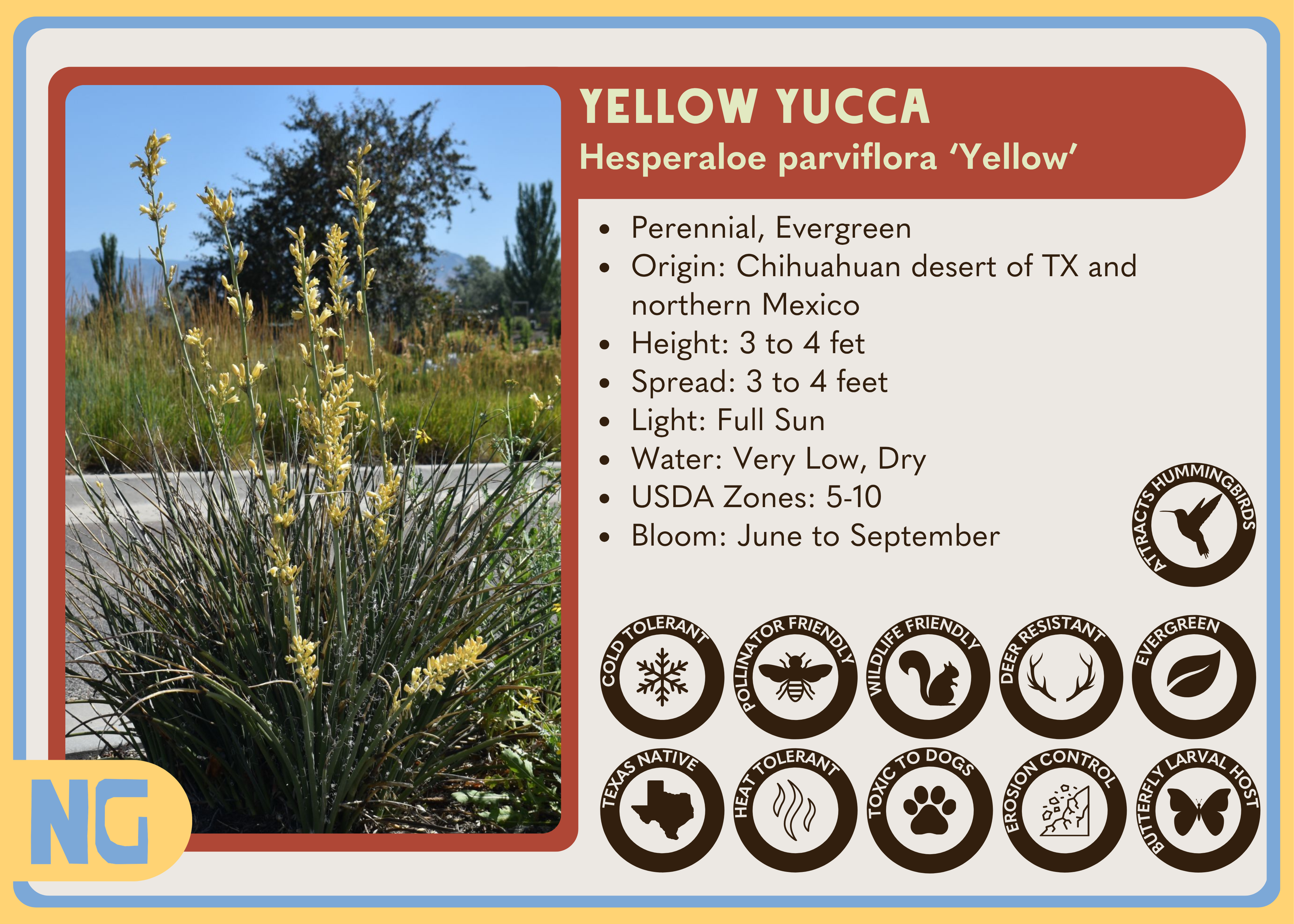 Yellow Yucca