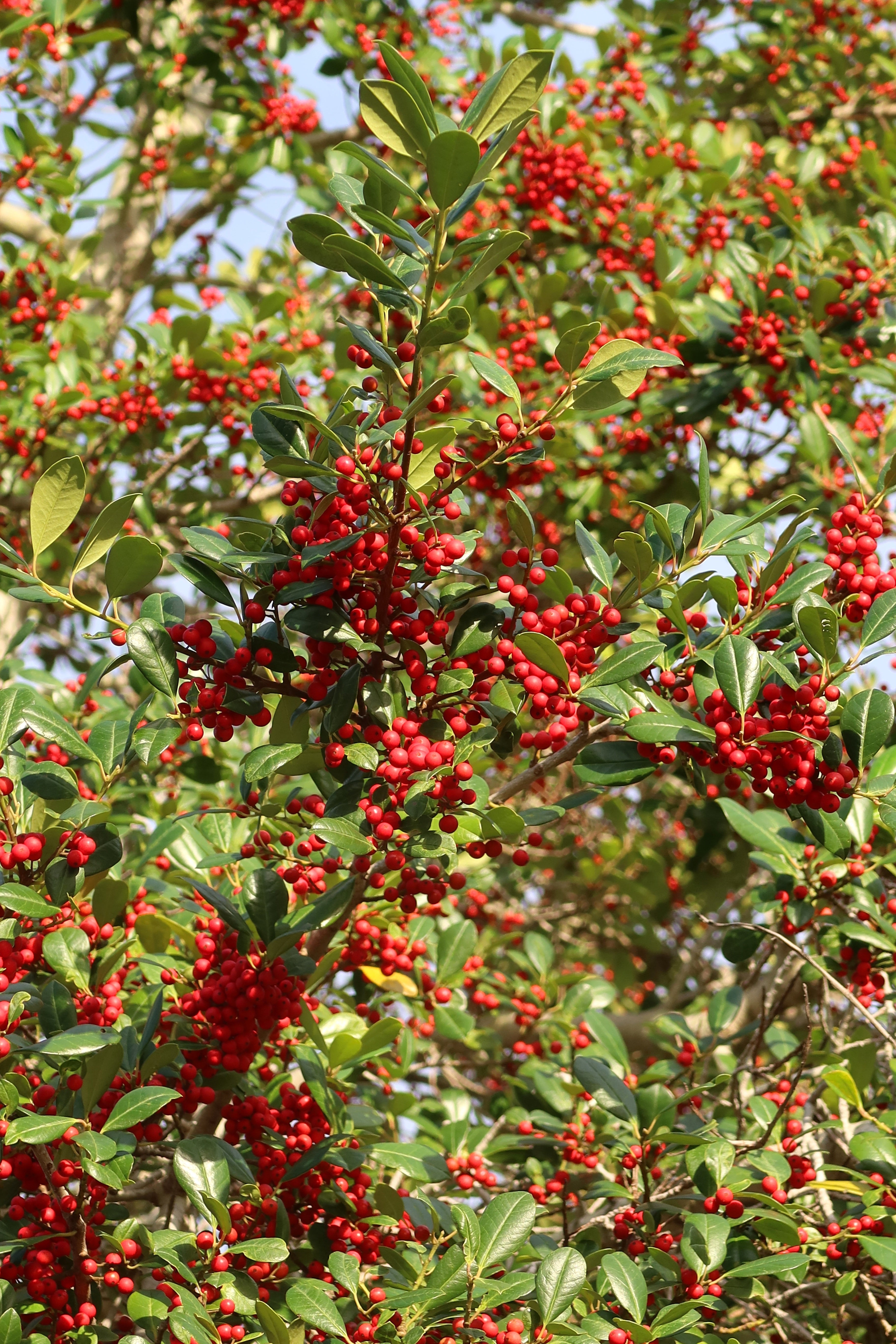 Yaupon Holly 'Pride of Houston'