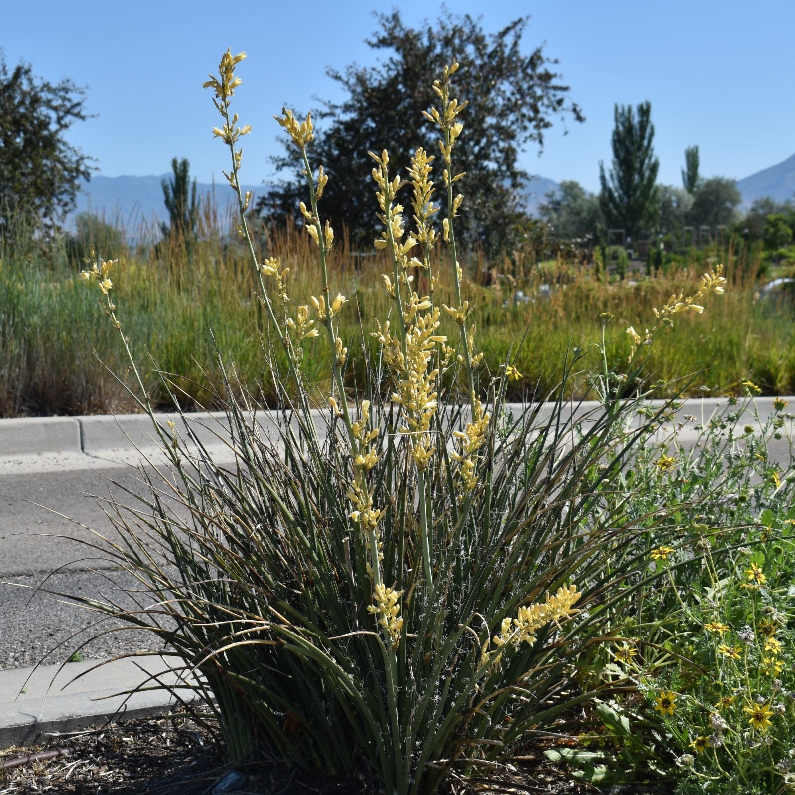 Yellow Yucca
