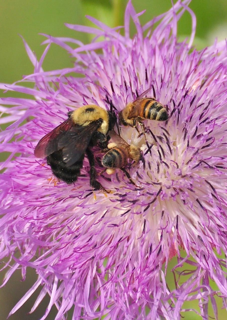 Bee Happy Seed Mix