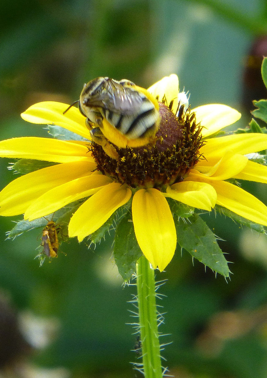 Bee Happy Seed Mix