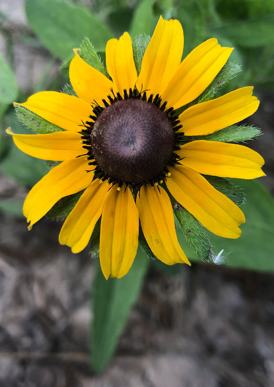 Black-Eyed Susan Seeds