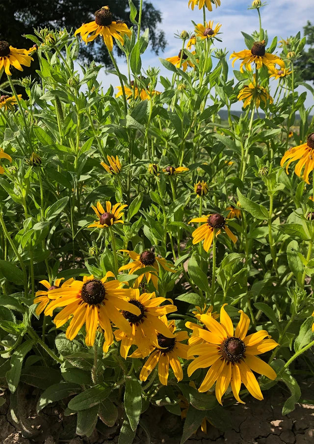 Black-Eyed Susan Seeds