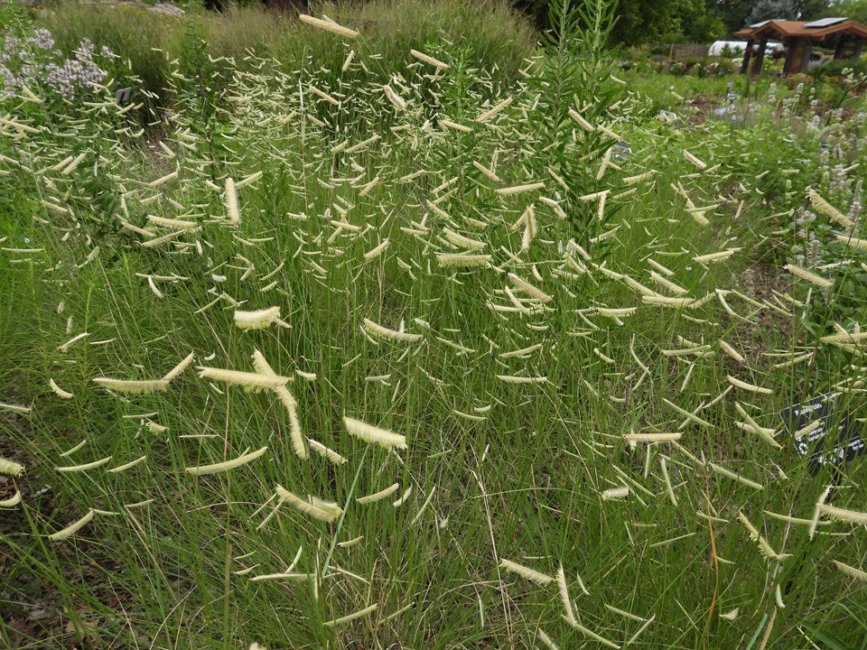 Blue Grama 'Blonde Ambition'