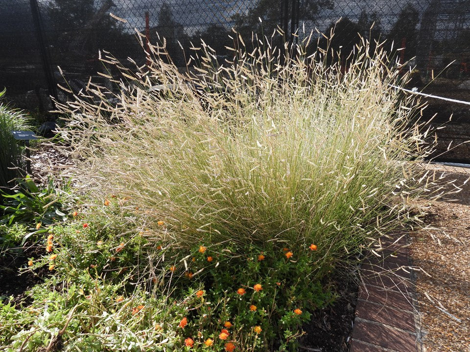 Blue Grama 'Blonde Ambition'