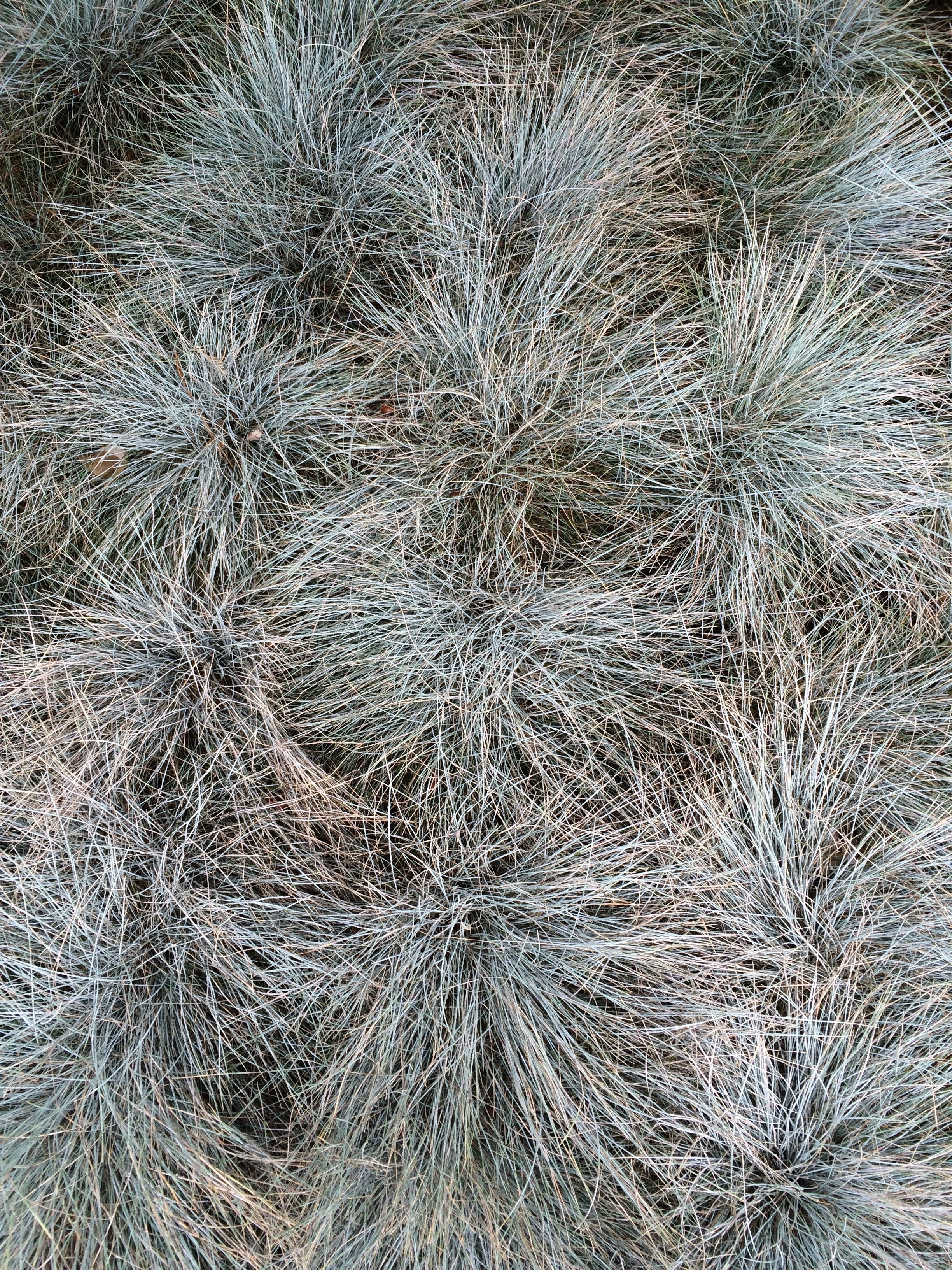 Blue Fescue