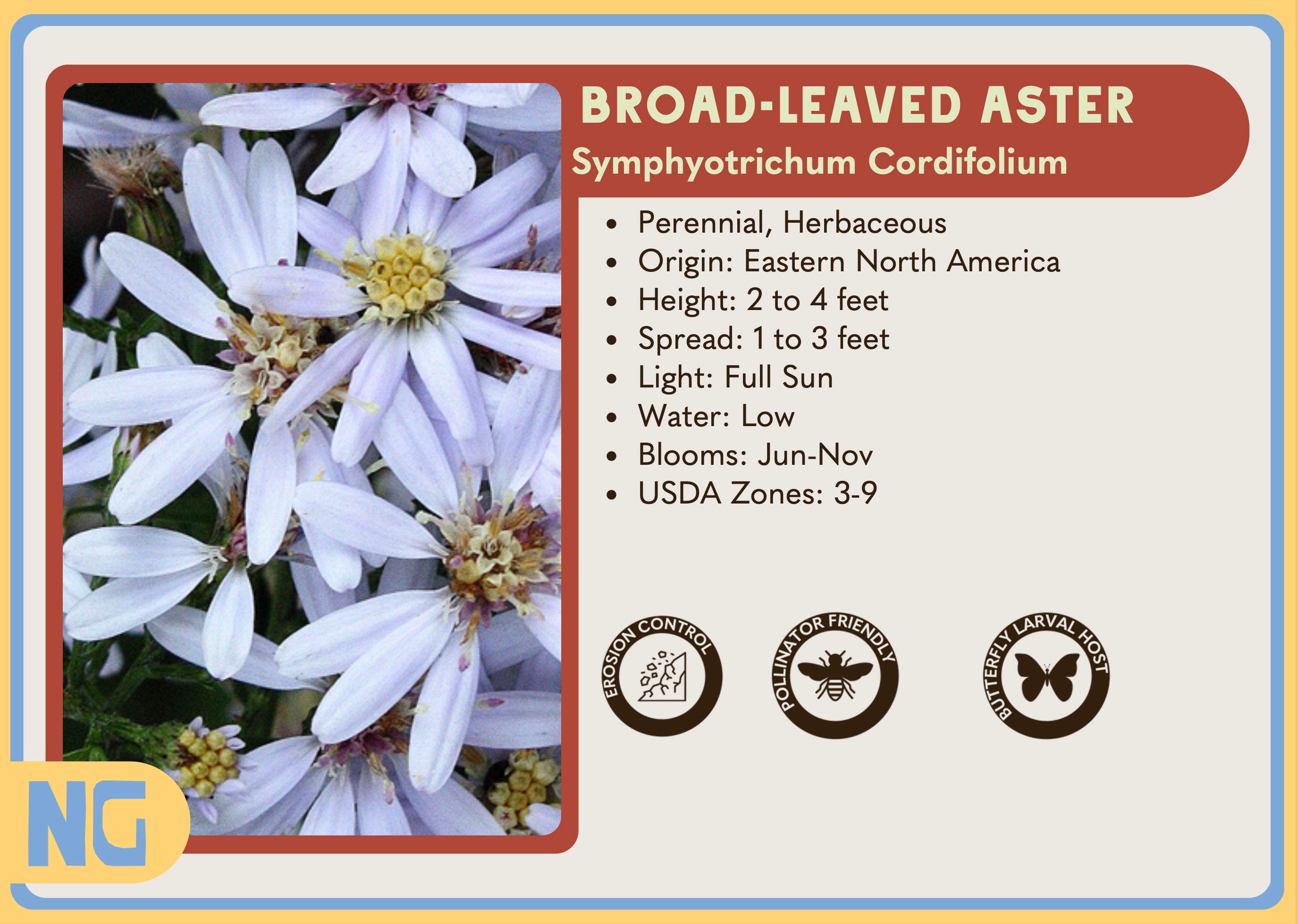 Broad-Leaved Aster