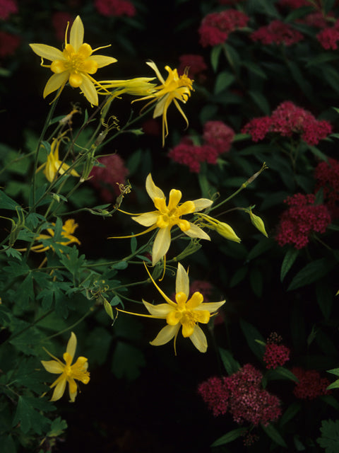 Golden Columbine