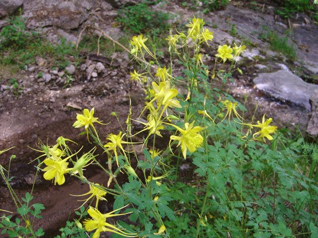 Golden Columbine