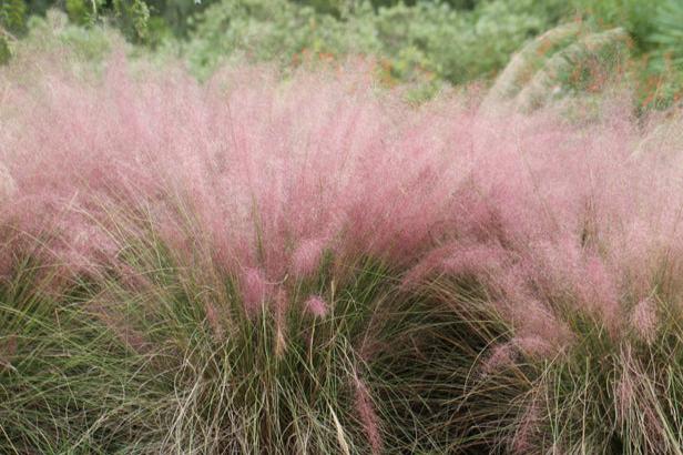 Muhlenbergia capillaris