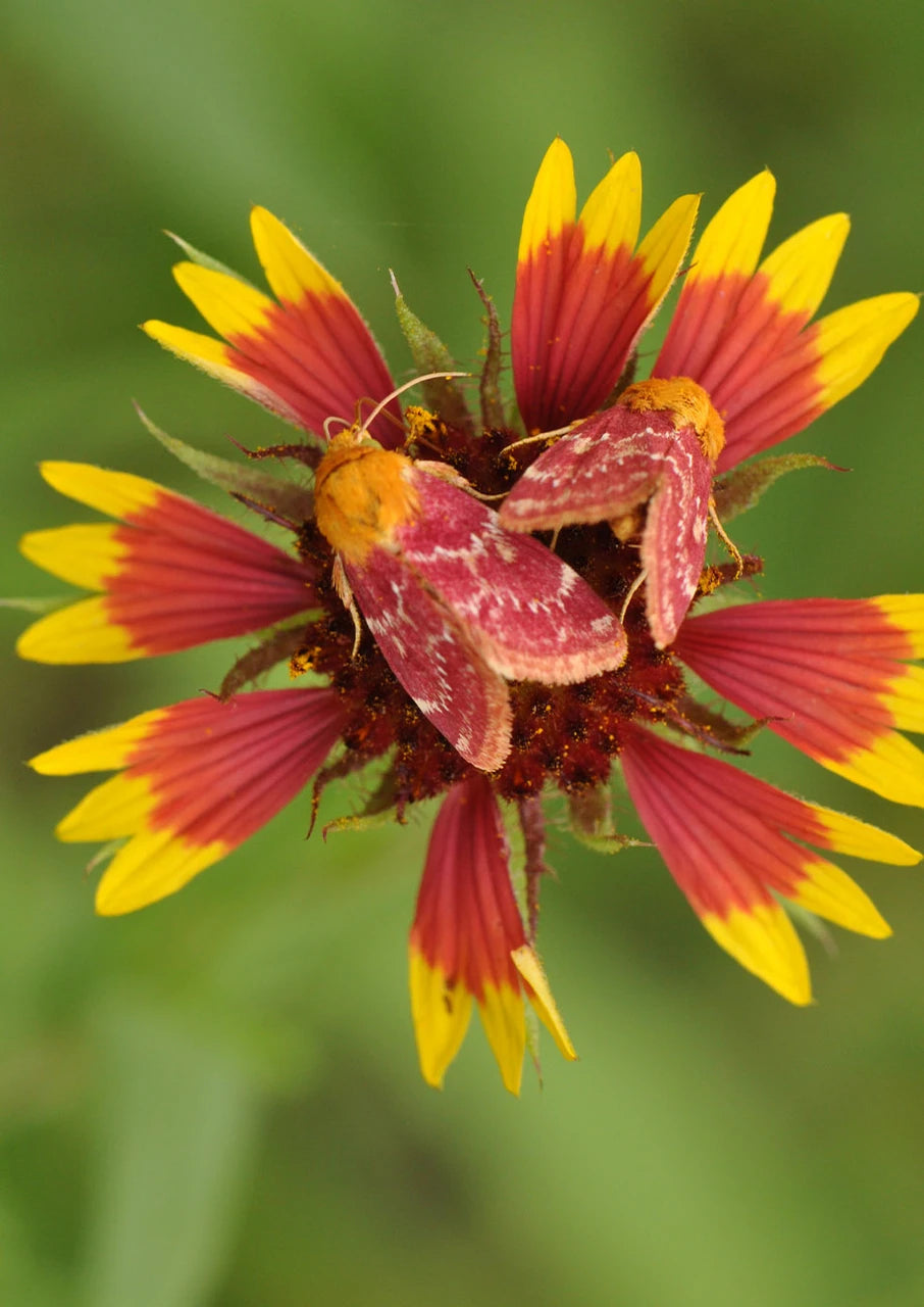 Indian Blanket Seeds