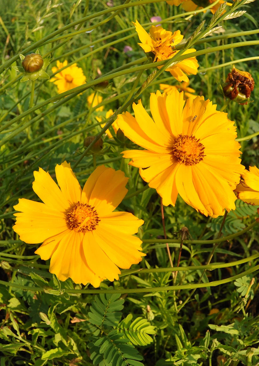Lanceleaf Coreopsis Seeds