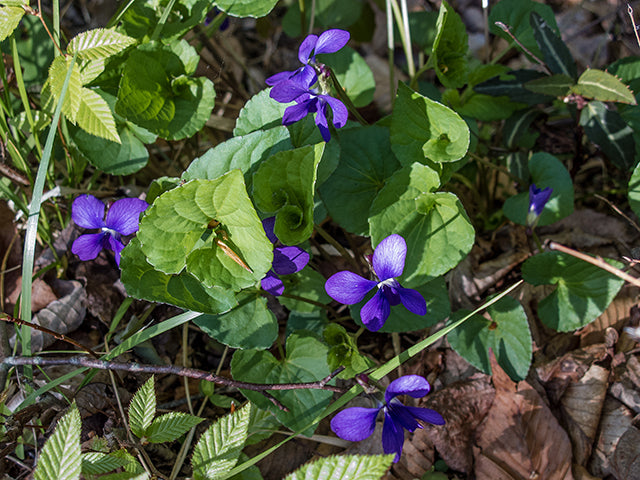 Missouri Violet