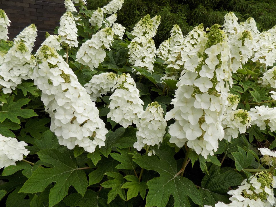 Oakleaf Hydrangea 'Ruby Slippers'