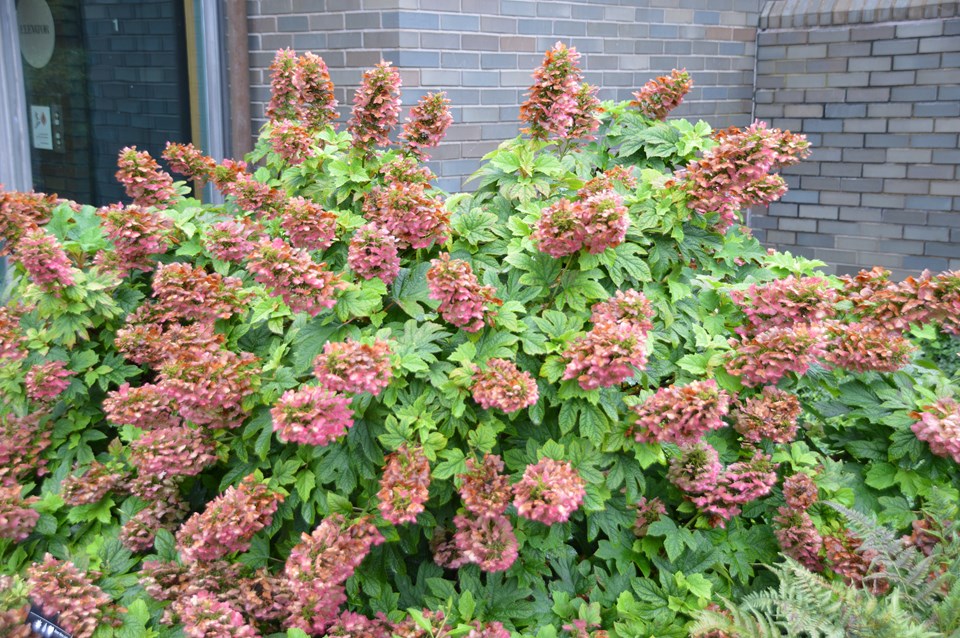Oakleaf Hydrangea 'Ruby Slippers'
