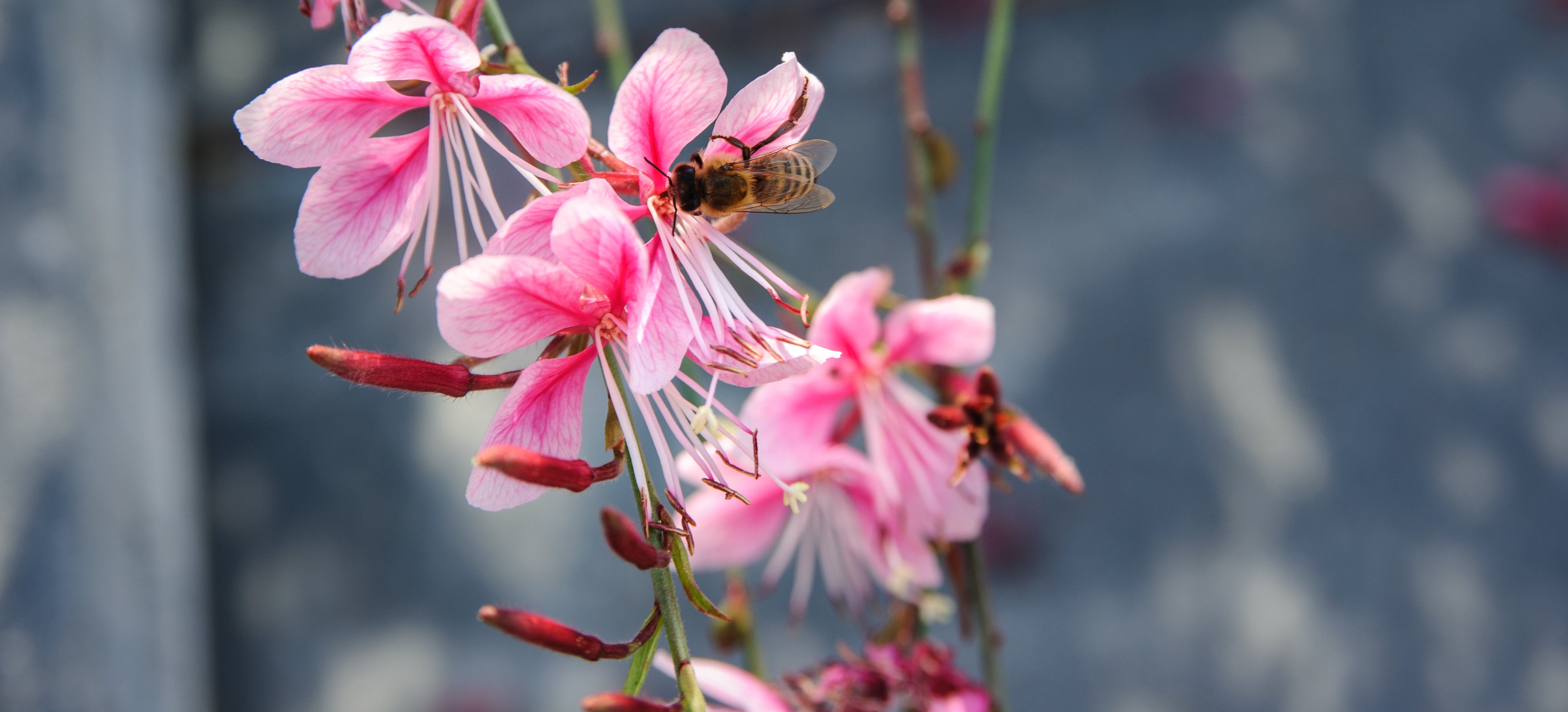 Pink Gaura