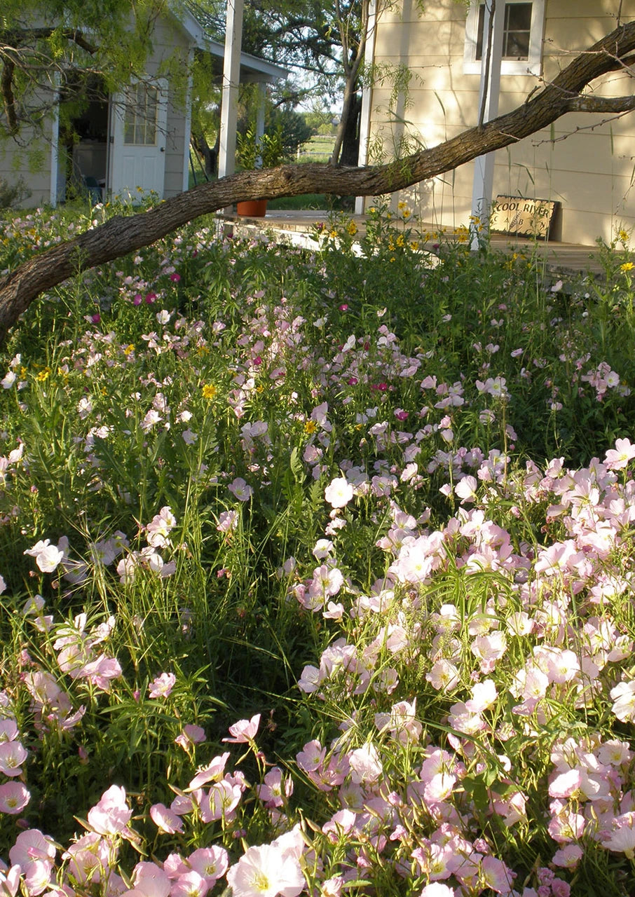 Pink Evening Primrose Seeds