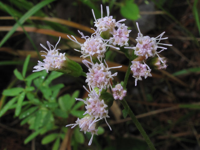 Pink Thoroughwort
