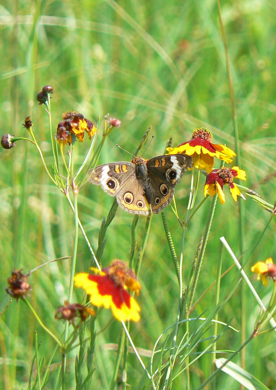 Plains Coreopsis Seeds