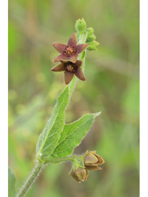 Prairie Milkvine