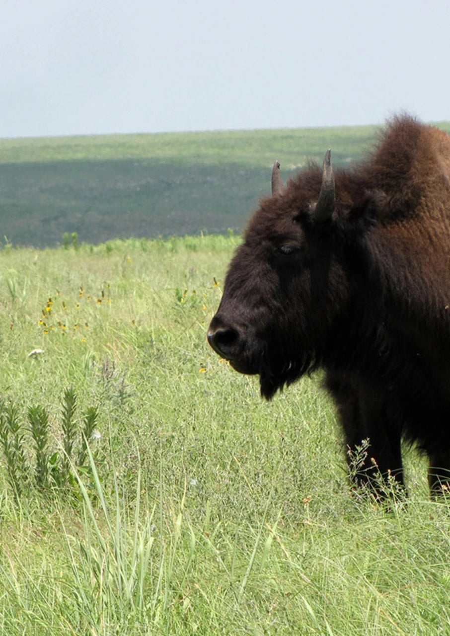 Prairie Starter Mix
