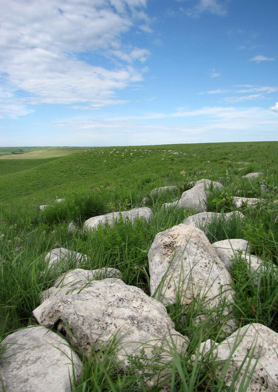 Prairie Starter Mix