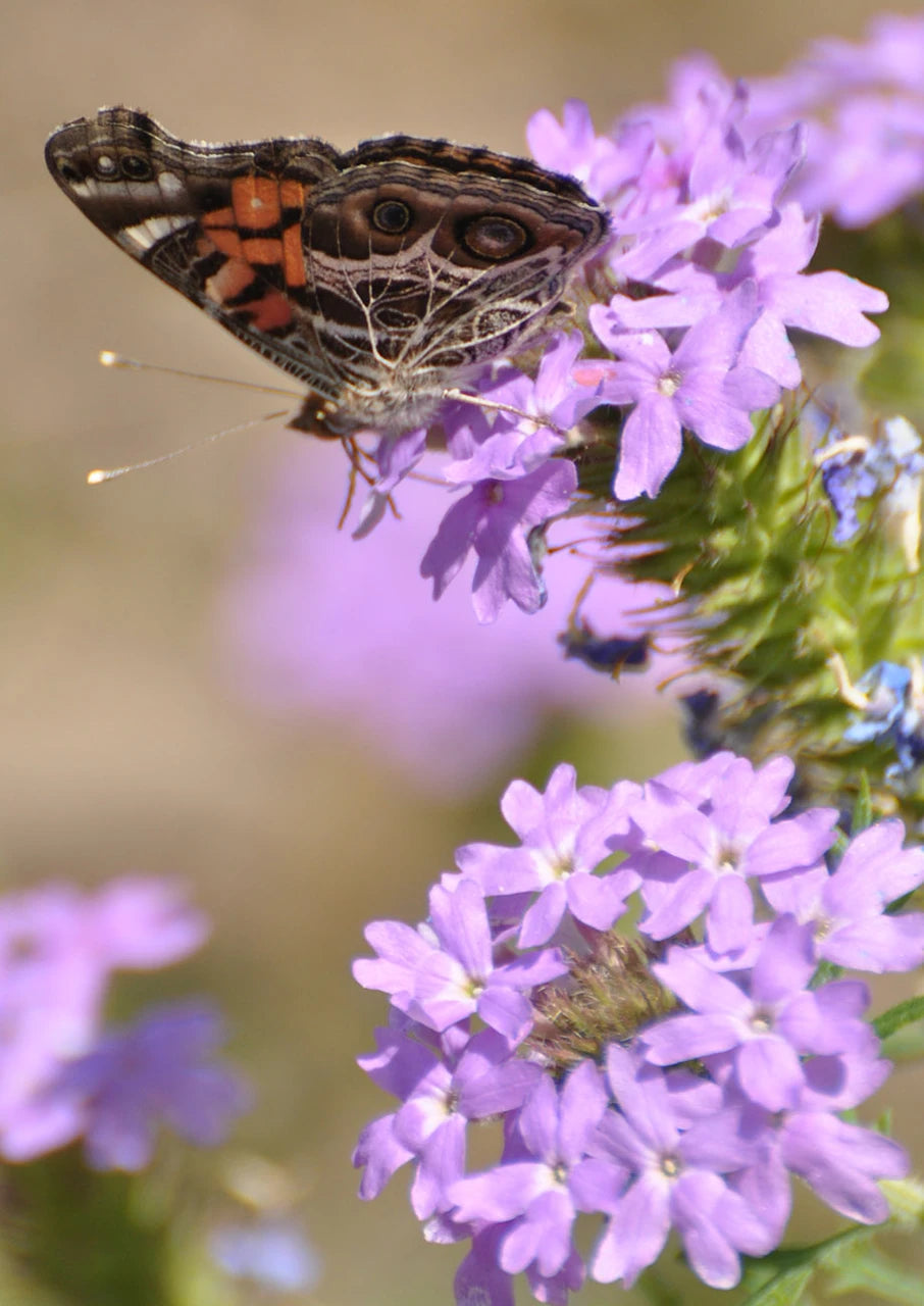 Prairie Verbena Seeds